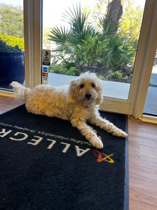 Allegra Marketing Print Mail - Business Location