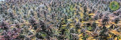 True Builders Inc. photo 3