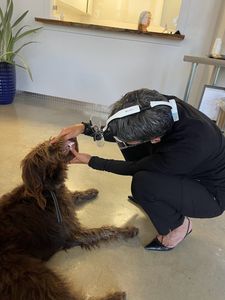 Pure Dental photo 17