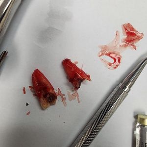 World Dental Associates photo 10