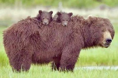 Prosthodontics and Implant Therapy Tampa photo 14