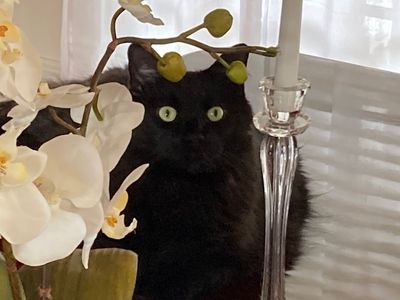 Clearwater Dental Associates photo 22