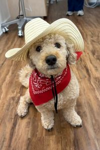 Hila Dental – Virginia M. Melmed, DDS photo 24