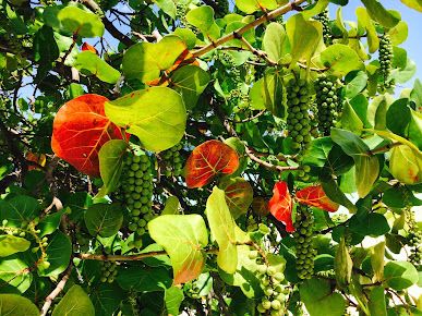 BodyWellness of Naples/ Head Spa Côte d'Azur