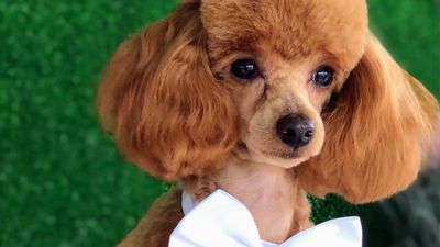 The Tampa Bay Groomer – Mobile Dog Grooming