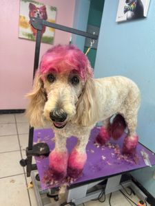 U Dirty Dog Pet Grooming