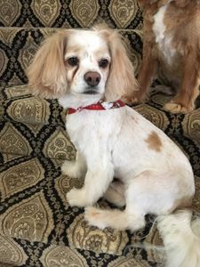 At Home Pet Grooming Services LlC