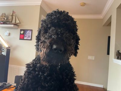 Lidias Touch Pet Grooming Salon