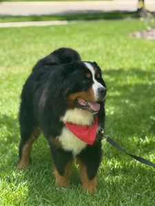 Special Paws Grooming