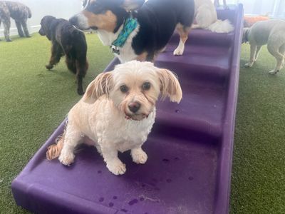 Paws ‘n’ Rec – Grace