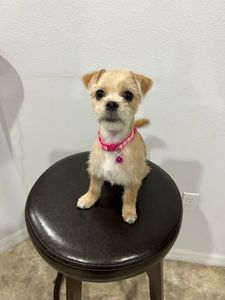 Ained Dog Groomer - Business Location