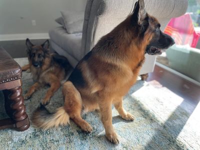 Roger's Buddies Pet Grooming