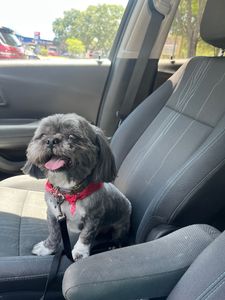 Adorable Pets By Dena - Business Location