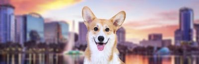 Mom’s Mobile Mutt Makeovers