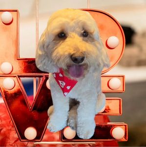 Tolentino Mobile Pet Grooming