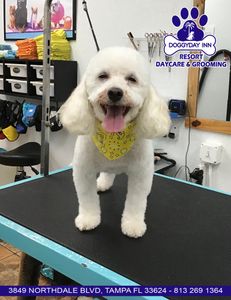 DoggyDay Inn Resort, Daycare & Grooming