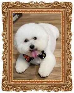 Max’s Pet Market & Salon New Tampa