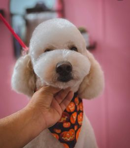 Pet Glam Spa photo 2