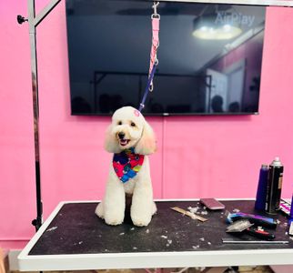 Pet Glam Spa photo 3