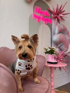 Pet Glam Spa photo 8