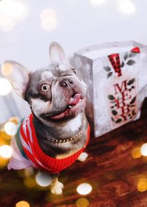 Pet Glam Spa photo 10