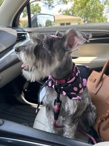 Pet Glam Spa photo 12