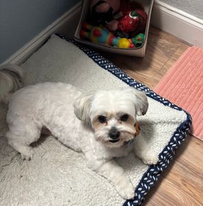 Pet Glam Spa photo 14