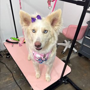 Pet Glam Spa photo 15