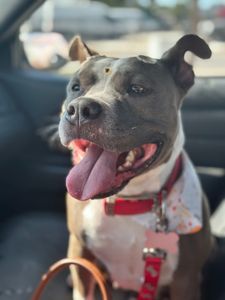 Pet Glam Spa photo 16