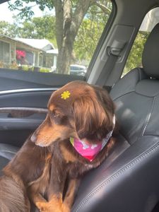 Pet Glam Spa photo 18