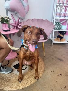 Pet Glam Spa photo 20