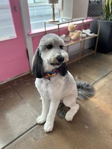 Pet Glam Spa photo 24