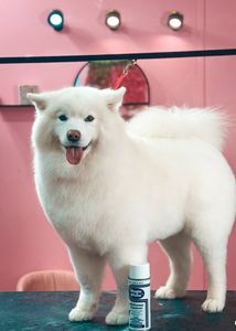 Pet Glam Spa photo 27