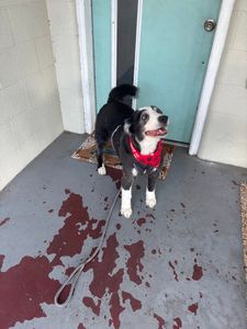 Pet Glam Spa photo 28