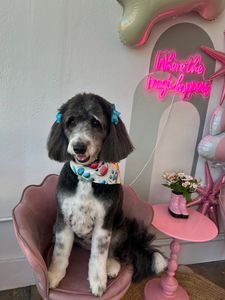 Pet Glam Spa photo 34