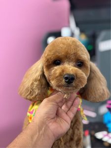 Pet Glam Spa photo 35