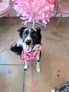 Pet Glam Spa photo 38