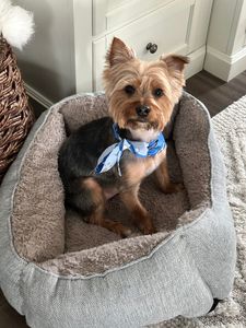 Pet Glam Spa photo 40