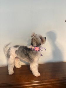 Pet Glam Spa photo 41