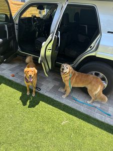 Pet Glam Spa photo 42