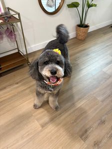 Pet Glam Spa photo 44