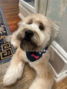 Pet Glam Spa photo 45