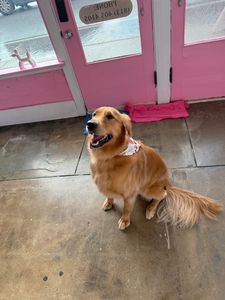 Pet Glam Spa photo 46