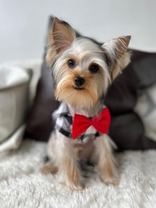 Pet Glam Spa photo 47