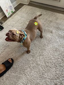 Pet Glam Spa photo 48