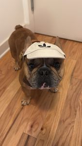 Pet Glam Spa photo 50