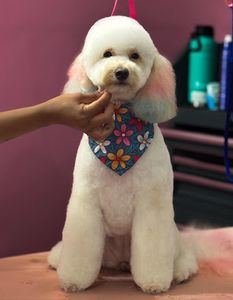 Pet Glam Spa