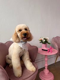 Pet Glam Spa photo 6