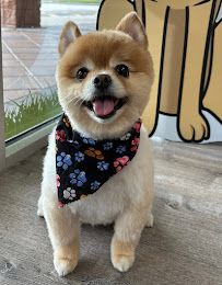 Pet Glam Spa photo 13