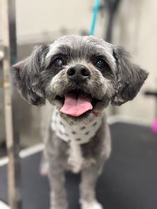 Pet Glam Spa photo 19